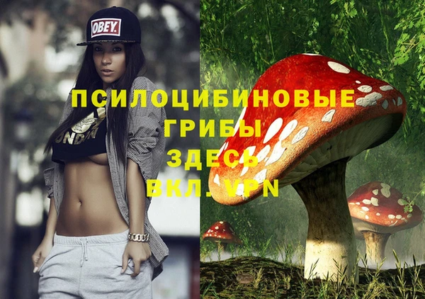 стаф Алзамай